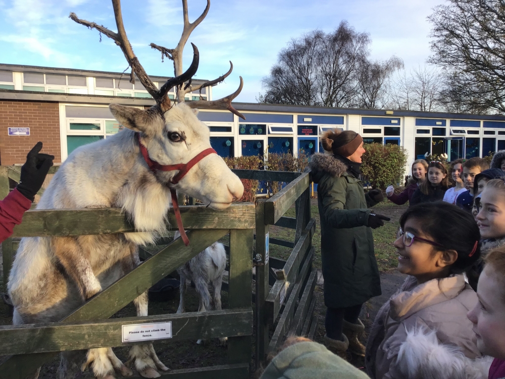 Our Reindeer Visit